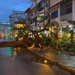 Árbol caído en Guayaquil